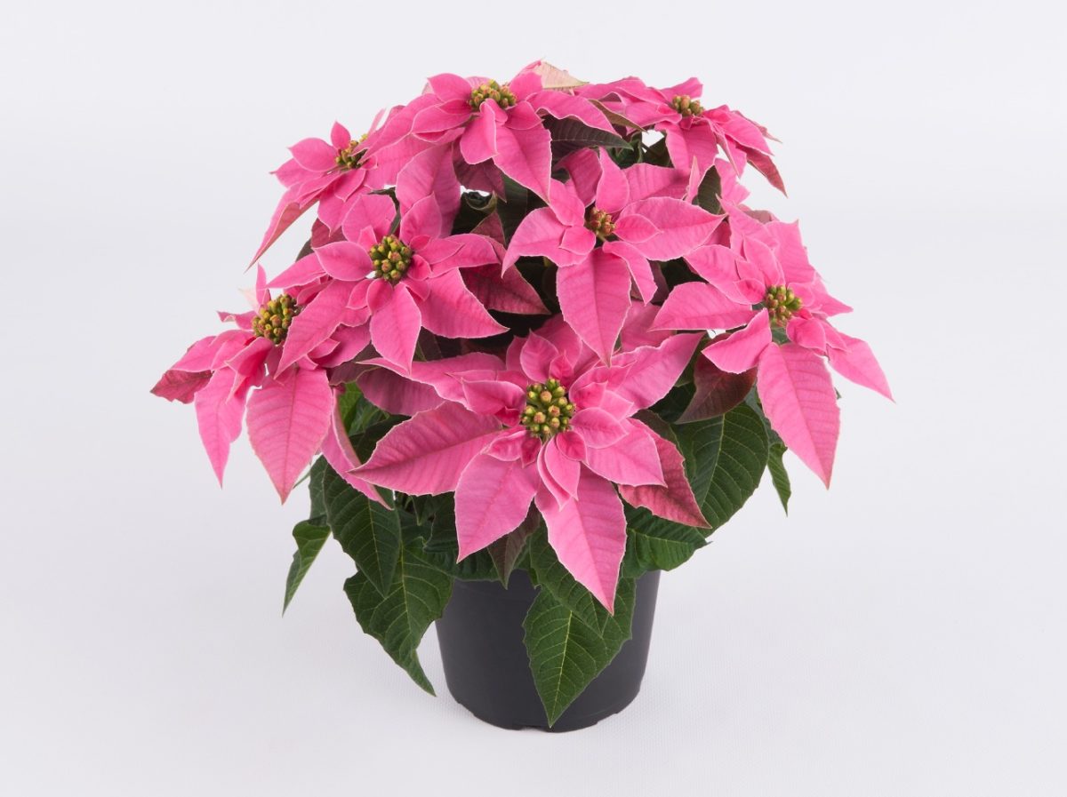 Princettia Hot Pink - Instant Ambiance - Poinsettia - Euphorbia