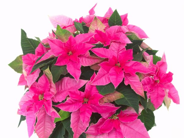 Carefree, High Quality, Silk Poinsettia Plants at